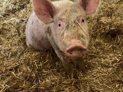 Fertige Mastschweine