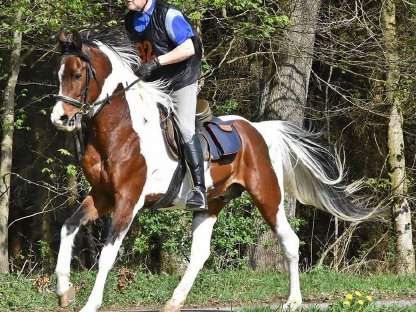 Bild 4:Arabisches Fuchsscheck Hengstfohlen