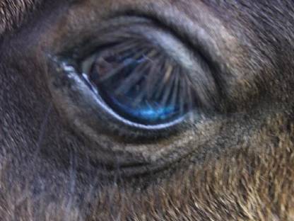 Bild 2:Minishetty Hengst