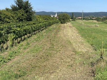 Ackerland/Landwirtschaftl. Nutzgrund 6.776 m² bei Eisenstadt
