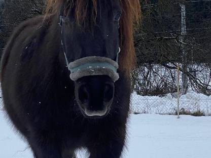 Pony Wallach