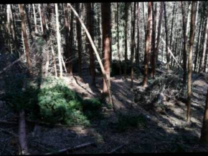 Bild 4:Waldgrundstück