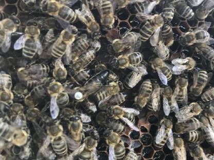 Bild 2:Ableger Bienenvölker Bienenkönigin