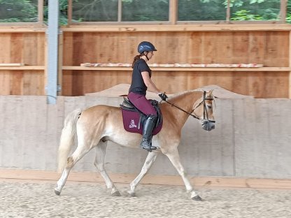 Bild 2:4,5-jähriger sportlicher, schicker Haflingerwallach