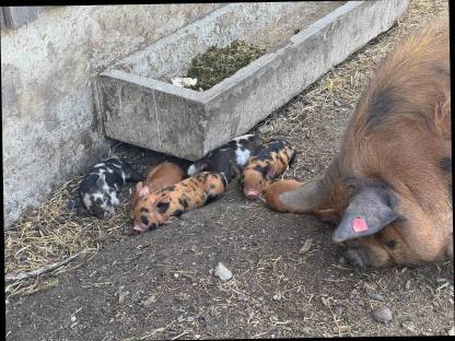 Bild 2:Kune Kune Ferkel