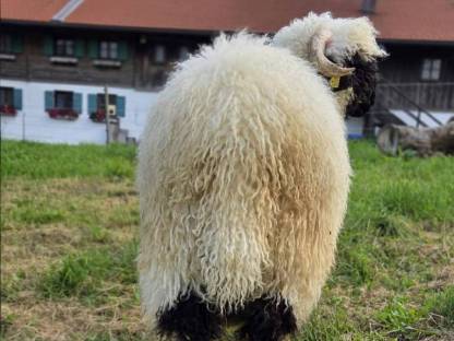 Bild 4:Walliserschwarznasen Widder G1