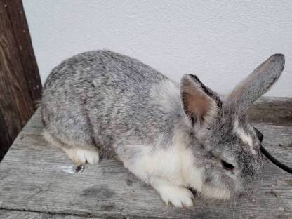 Bild 3:Kaninchen