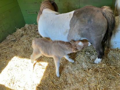 Bild 3:Mini Shetty Hengstfohlen