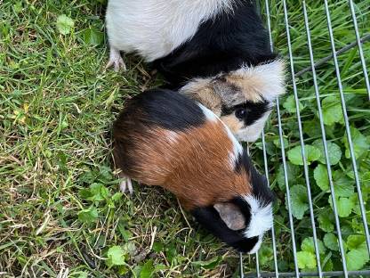 Bild 2:Meerschweinchen