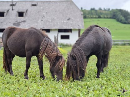 Bild 6:The Little Firehorses Minishetlandponys