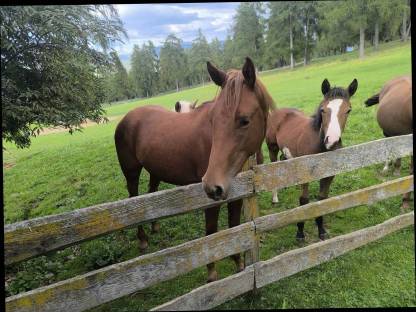 Bild 5:Quarter Horse Wallach