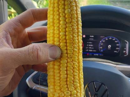 Bild 4:Silomais oder Körnermais