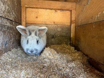 Bild 5:Helle Großsilber