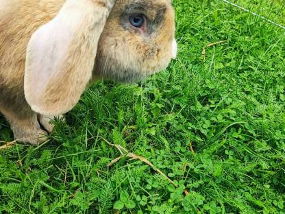 Bild 7:Deutscher Widder Rammler