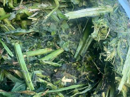 Bild 2:Luzernesilageballen