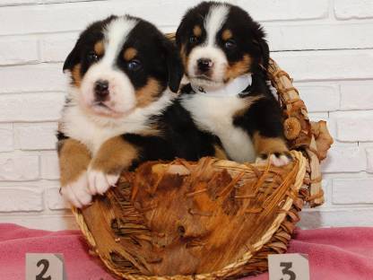 Bild 2:Swissy Sennenhunde Rüden (groß)