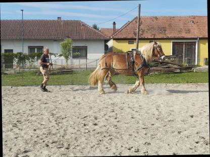 Bild 8:Eine Seltenheit in Österreich