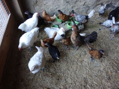 Bild 8:Bresse Gauloise französischer Herkunft - reinweiß