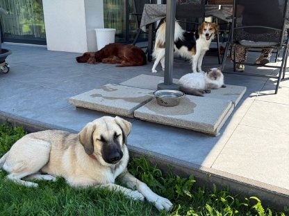 Bild 2:Cleo sucht ihre neue Familie – Ein Herz für Rassekenner!