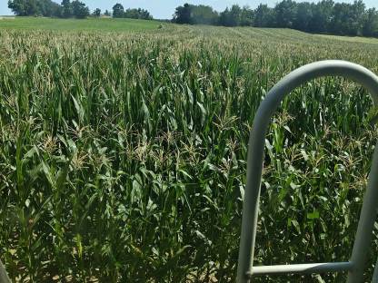 Bild 2:Verkaufe Silomais in 3522 Taubitz