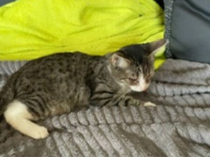 Süße Katzen zu verkaufen