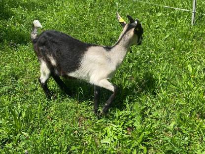 Bild 4:2 Stk. Pfauenziegenkitze