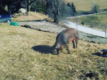 Schweinehälften vom Durocschwein