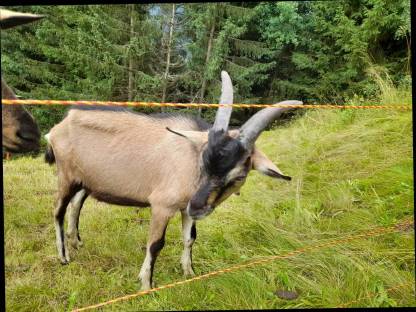 Ziegenbock