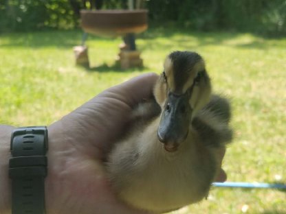 Bild 3:Rouen Clair Enten