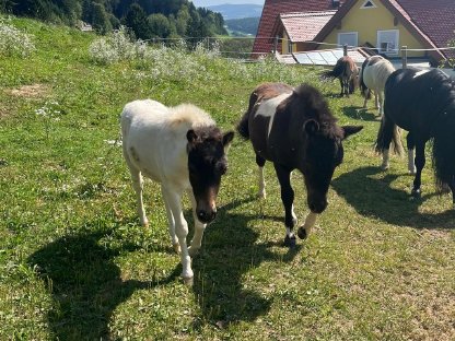 Bild 4:Shetlandpony Hengstfohlen