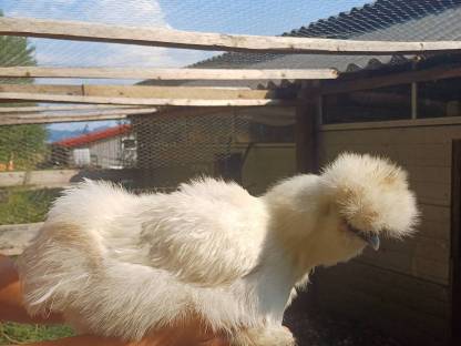 Bild 8:Zwergseidenhennen Seidenhennen