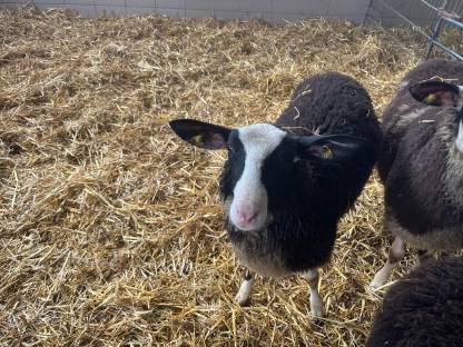 Bild 4:Ostfriesische Milchschafwidder