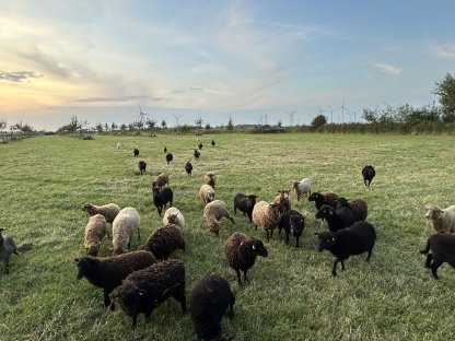 Bild 4:Ouessantschafe, Zwergschafe, Herdbuch