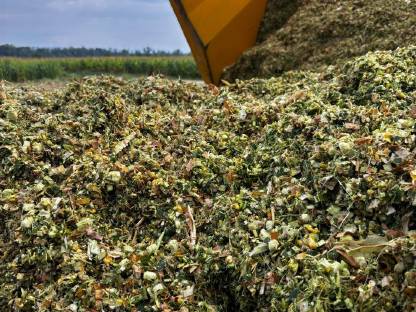 Bild 4:Silomais in Rundballen