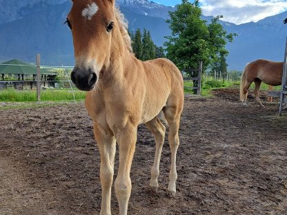 Verkaufe Tiroler Haflinger Stutfohlen