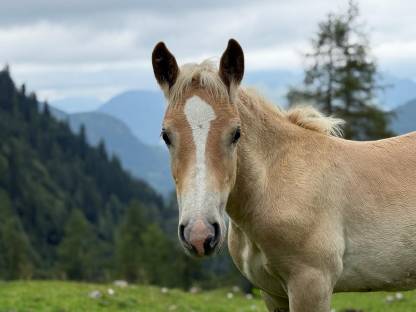 Haflinger Stutfohlen