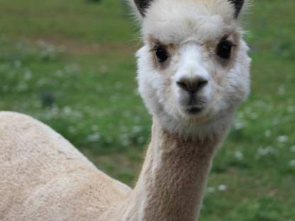 Bild 4:Alpaka Junghengst T Simba