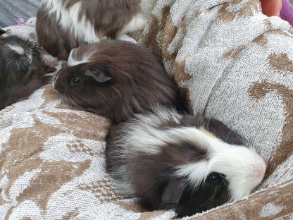Meerschweinchen-Babies