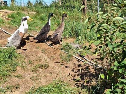 Bild 2:Laufenten Schneckensammler