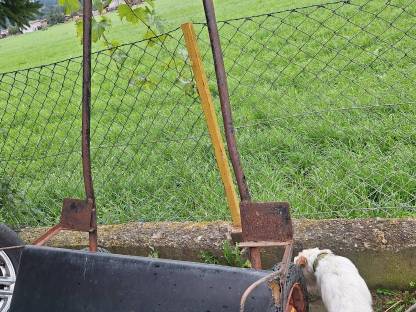 Bild 2:Kleinpferdegig