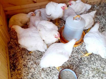 Fleischhuhn Masthuhn