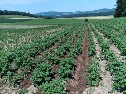 Bild 5:Verkauf von Speisekartoffeln