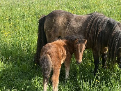 Bild 4:Minishetlandpony Fohlen zur Abgabe
