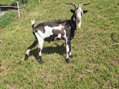 Bild 7:Ziegenbock