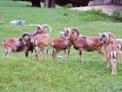 Bild 4:Mufflon, Mufflonwidder