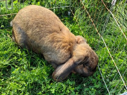 Bild 2:3 Kaninchen
