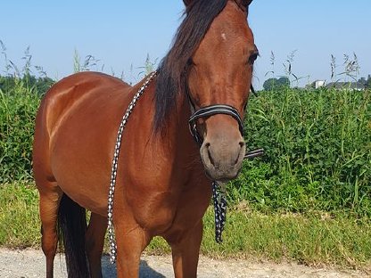 Bild 5:Hübsche, brave Stute