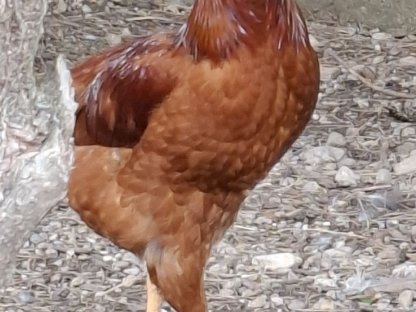 Bild 6:Verschiedene Hähne