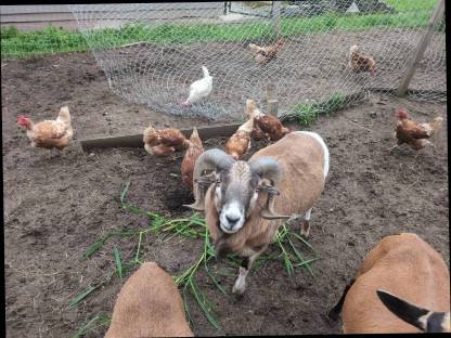 Kamerun Schafbock
