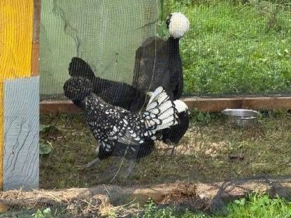 Bild 3:Bruteier Holländische Haubenhühner